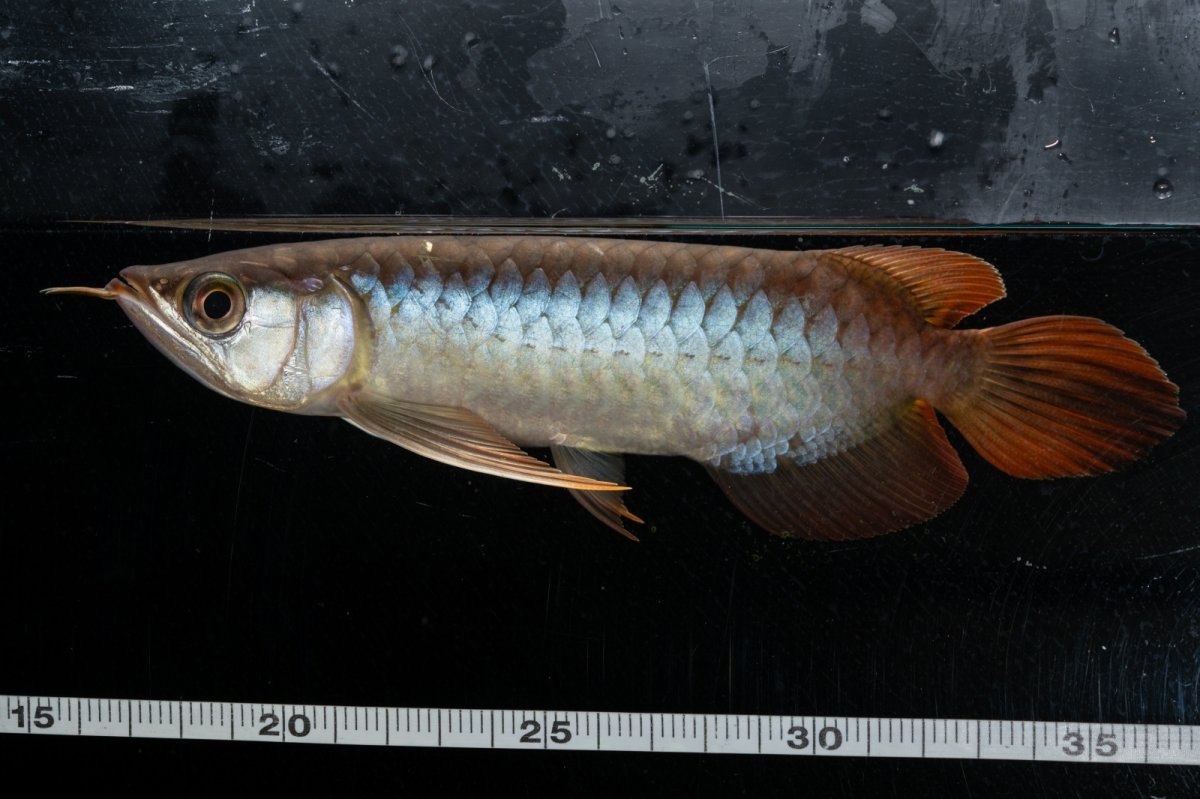 画像7: メタルレッド F3 NO.25（ディナミカカプアス産） (7)