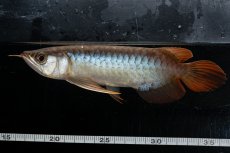 画像7: メタルレッド F3 NO.25（ディナミカカプアス産） (7)