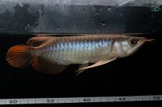 画像9: メタルレッド F3 NO.25（ディナミカカプアス産） (9)