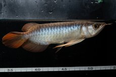 画像8: メタルレッド F3 NO.25（ディナミカカプアス産） (8)