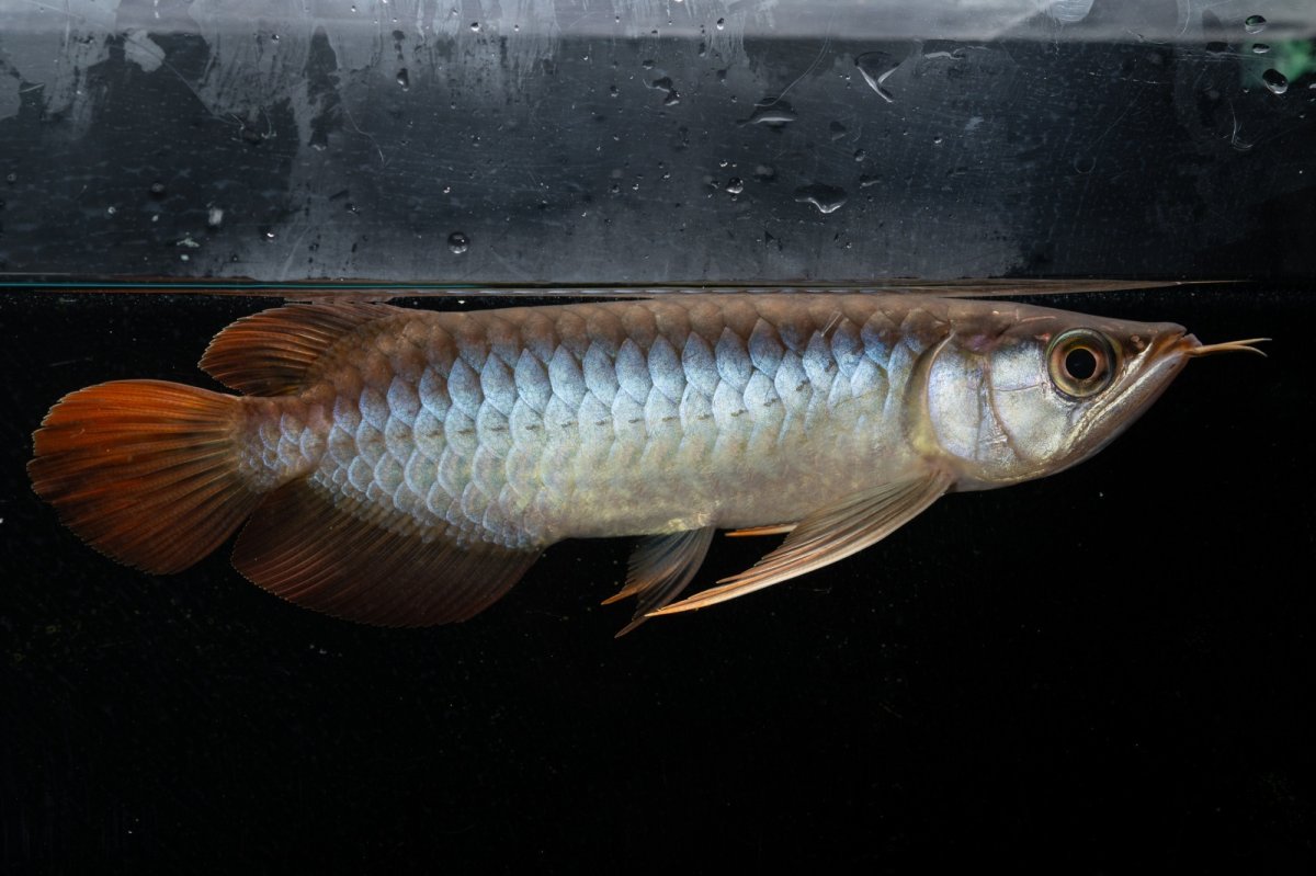 画像6: メタルレッド F3 NO.25（ディナミカカプアス産） (6)