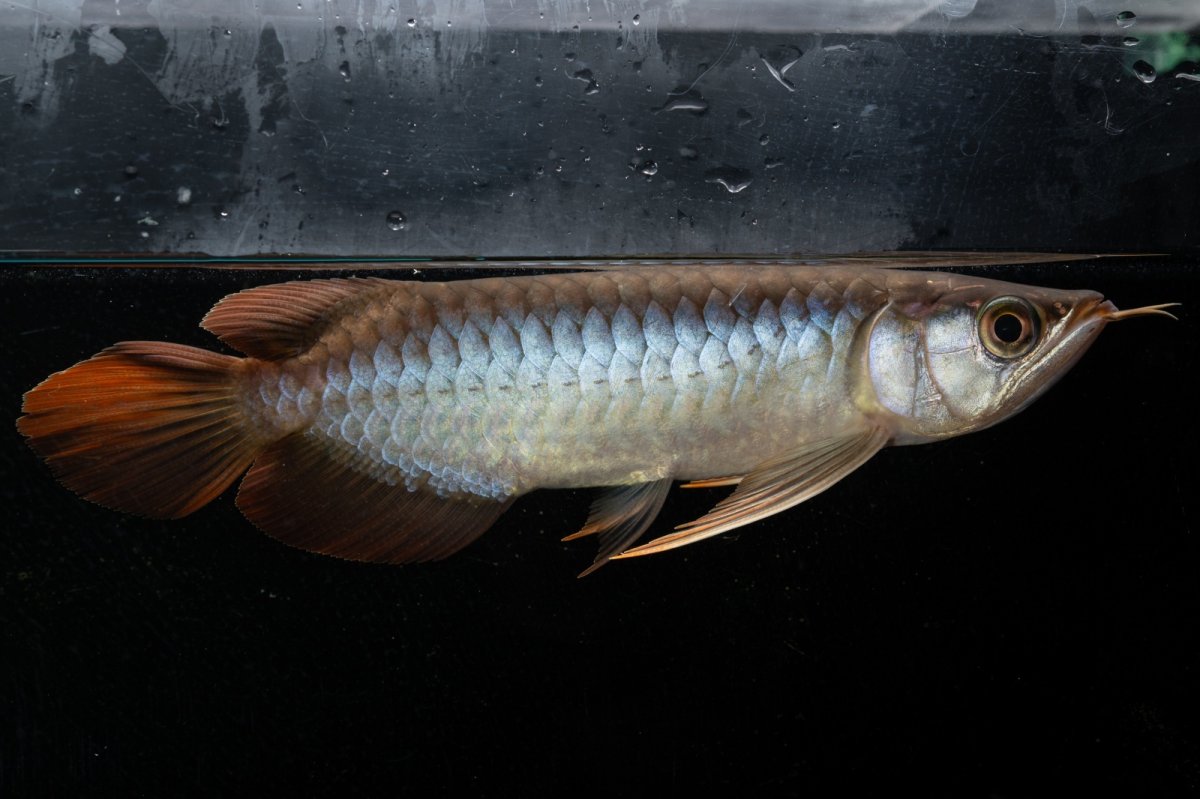 画像4: メタルレッド F3 NO.25（ディナミカカプアス産） (4)