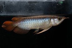 画像2: メタルレッド F3 NO.25（ディナミカカプアス産） (2)