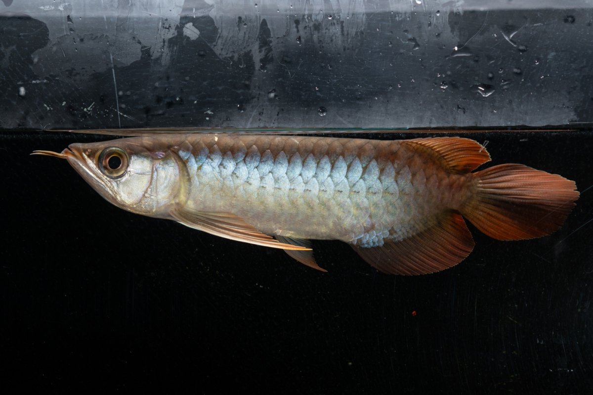 画像5: メタルレッド F3 NO.25（ディナミカカプアス産） (5)