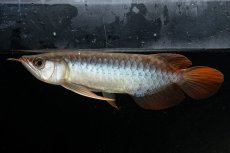 画像3: メタルレッド F3 NO.25（ディナミカカプアス産） (3)