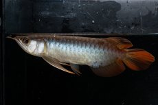 画像1: メタルレッド F3 NO.25（ディナミカカプアス産） (1)