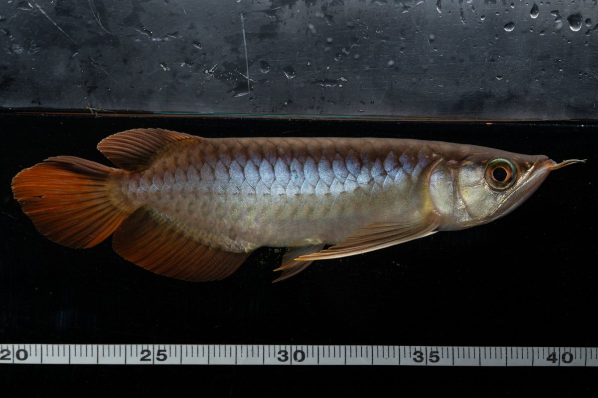 画像7: メタルレッド F3 NO.26（ディナミカカプアス産） (7)