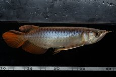 画像7: メタルレッド F3 NO.26（ディナミカカプアス産） (7)