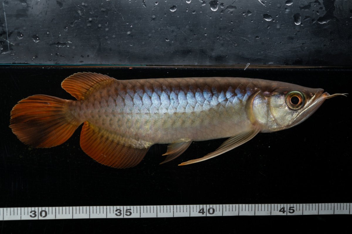 画像6: メタルレッド F3 NO.26（ディナミカカプアス産） (6)