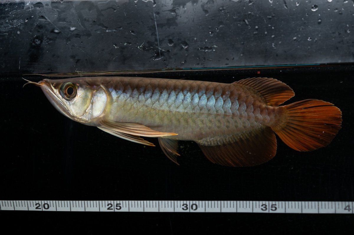 画像5: メタルレッド F3 NO.26（ディナミカカプアス産） (5)