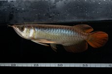 画像5: メタルレッド F3 NO.26（ディナミカカプアス産） (5)