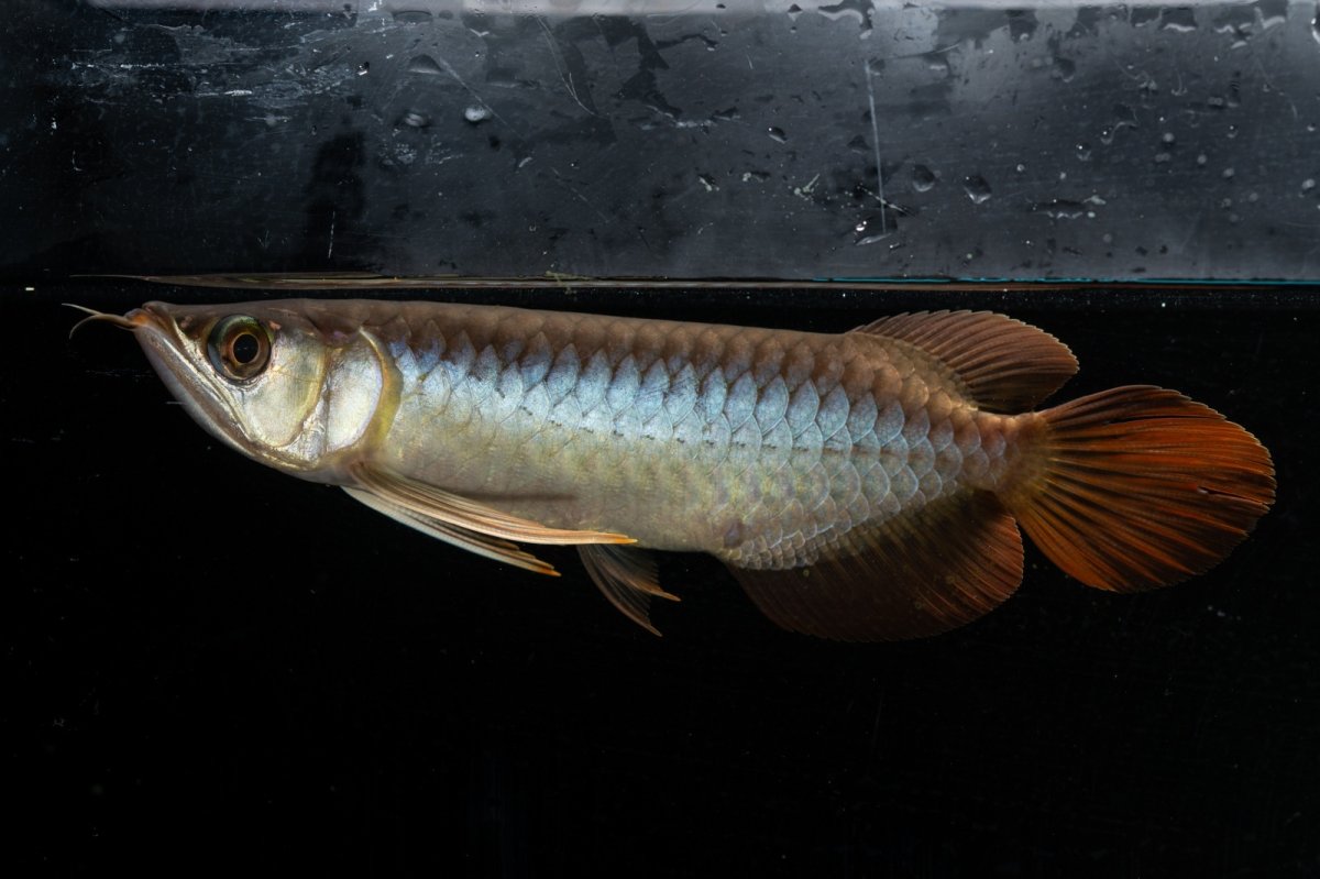 画像3: メタルレッド F3 NO.26（ディナミカカプアス産） (3)