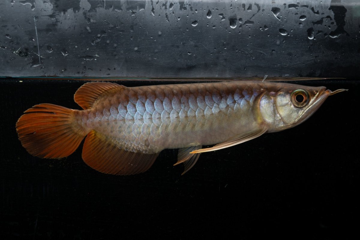 画像4: メタルレッド F3 NO.26（ディナミカカプアス産） (4)