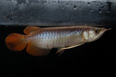 画像4: メタルレッド F3 NO.26（ディナミカカプアス産） (4)