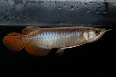 画像2: メタルレッド F3 NO.26（ディナミカカプアス産） (2)