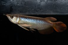 画像1: メタルレッド F3 NO.26（ディナミカカプアス産） (1)