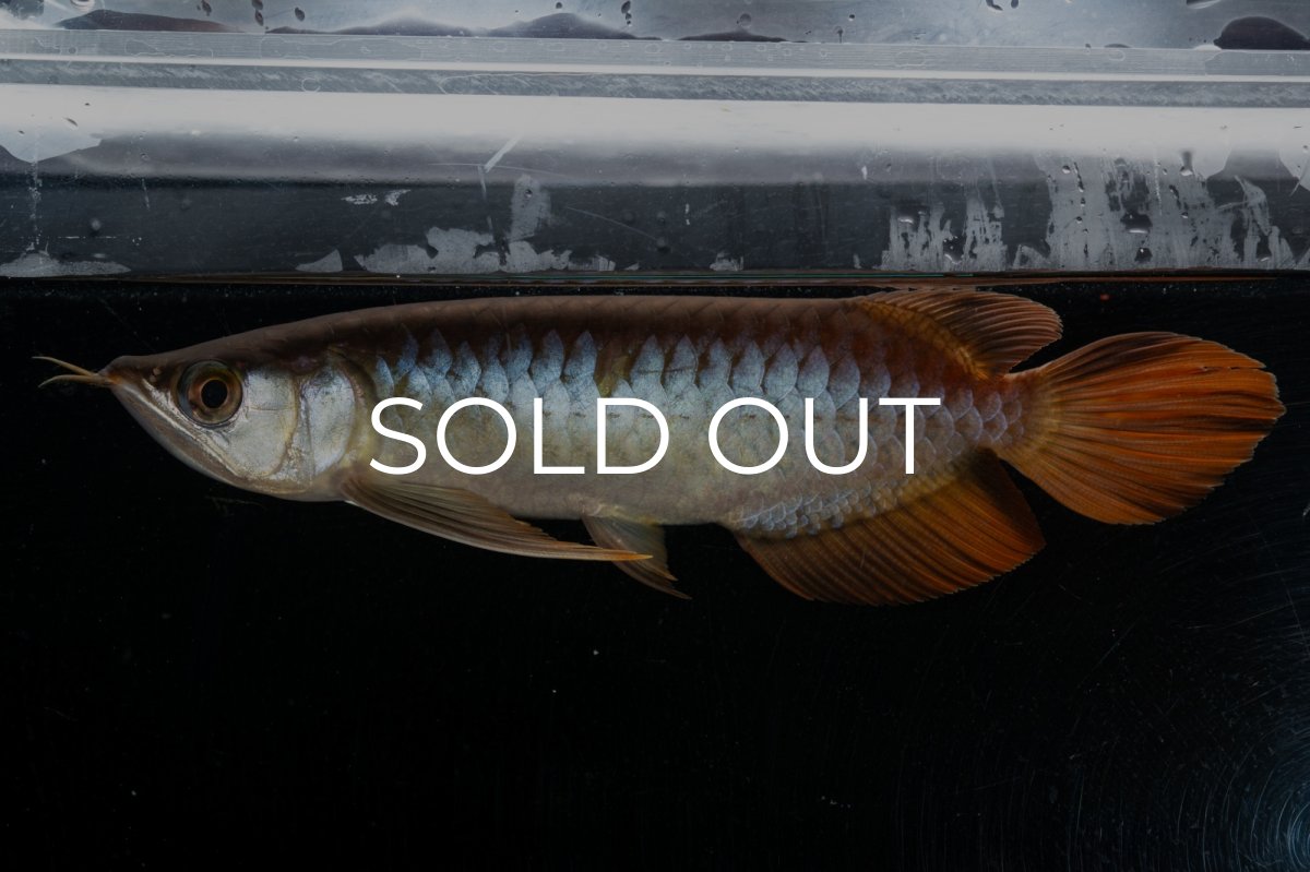 画像16: メタルレッド F3 NO.27（ディナミカカプアス産） (16)