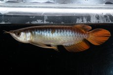 画像16: メタルレッド F3 NO.27（ディナミカカプアス産） (16)