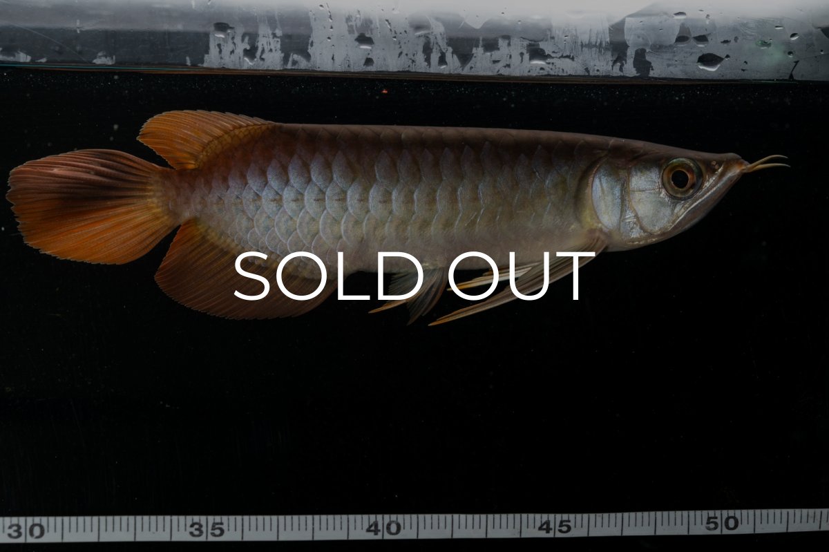 画像17: メタルレッド F3 NO.27（ディナミカカプアス産） (17)