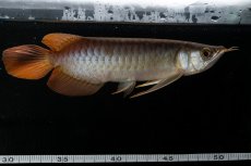 画像17: メタルレッド F3 NO.27（ディナミカカプアス産） (17)