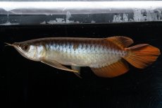 画像13: メタルレッド F3 NO.27（ディナミカカプアス産） (13)