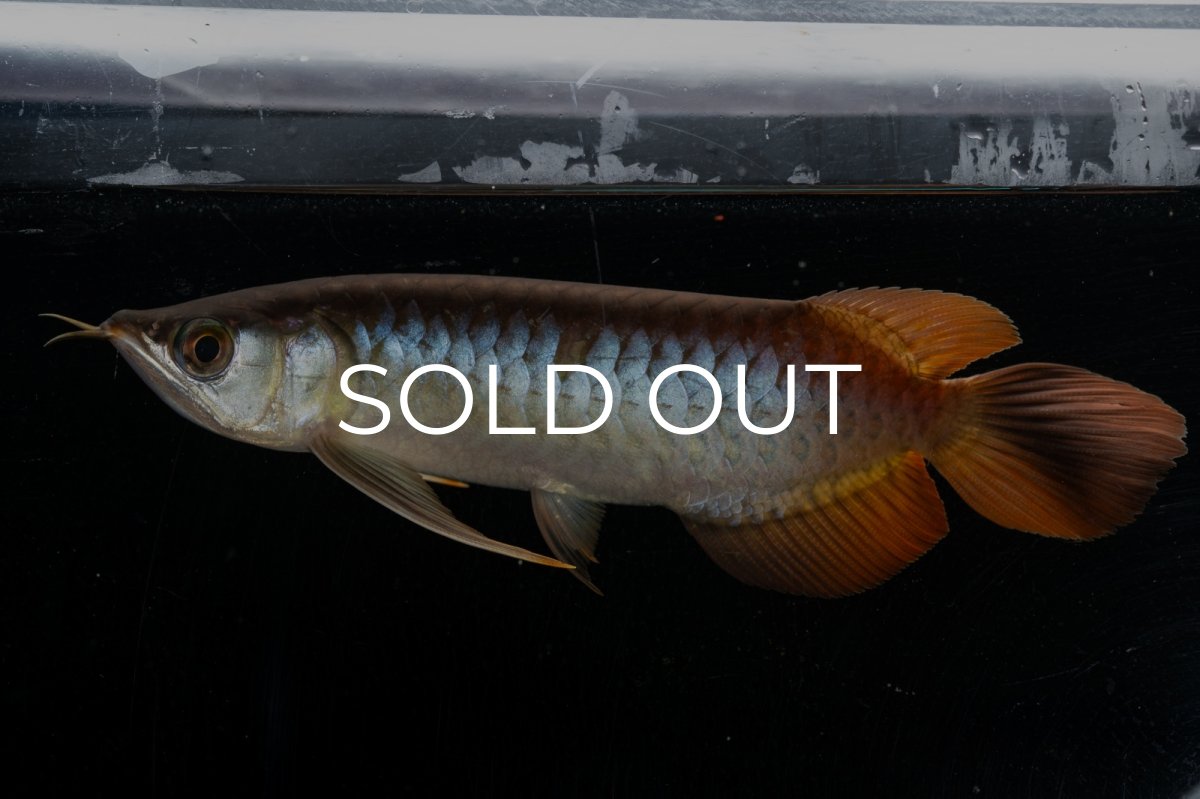 画像11: メタルレッド F3 NO.27（ディナミカカプアス産） (11)