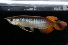 画像11: メタルレッド F3 NO.27（ディナミカカプアス産） (11)