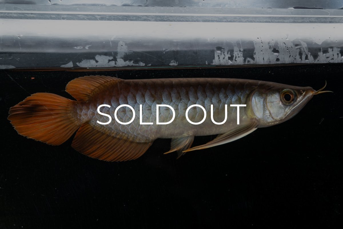 画像14: メタルレッド F3 NO.27（ディナミカカプアス産） (14)