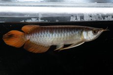 画像14: メタルレッド F3 NO.27（ディナミカカプアス産） (14)