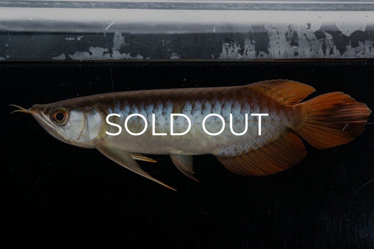 画像9: メタルレッド F3 NO.27（ディナミカカプアス産） (9)