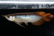 画像9: メタルレッド F3 NO.27（ディナミカカプアス産） (9)