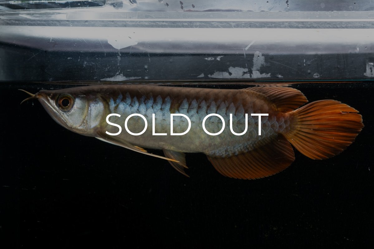 画像7: メタルレッド F3 NO.27（ディナミカカプアス産） (7)