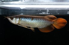 画像7: メタルレッド F3 NO.27（ディナミカカプアス産） (7)