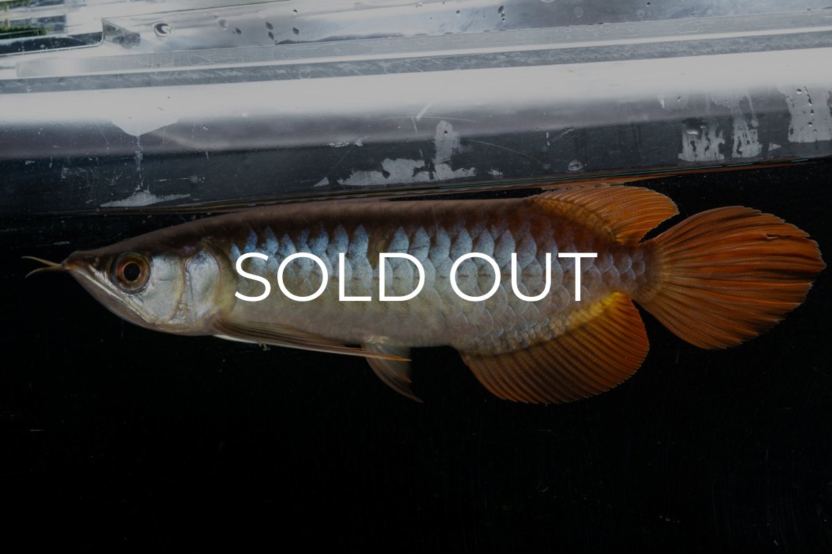 画像5: メタルレッド F3 NO.27（ディナミカカプアス産） (5)