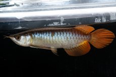 画像5: メタルレッド F3 NO.27（ディナミカカプアス産） (5)