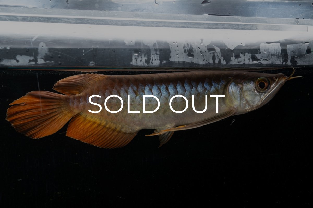 画像12: メタルレッド F3 NO.27（ディナミカカプアス産） (12)