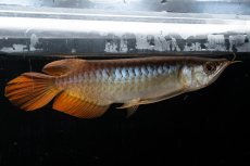 画像12: メタルレッド F3 NO.27（ディナミカカプアス産） (12)