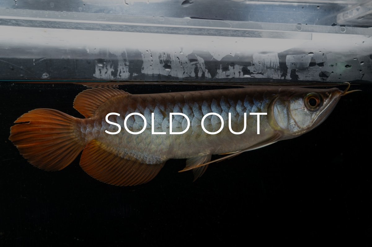 画像10: メタルレッド F3 NO.27（ディナミカカプアス産） (10)