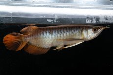 画像8: メタルレッド F3 NO.27（ディナミカカプアス産） (8)