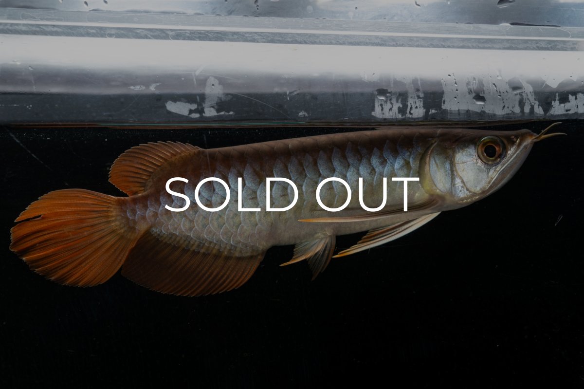 画像6: メタルレッド F3 NO.27（ディナミカカプアス産） (6)