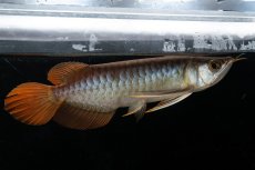 画像6: メタルレッド F3 NO.27（ディナミカカプアス産） (6)