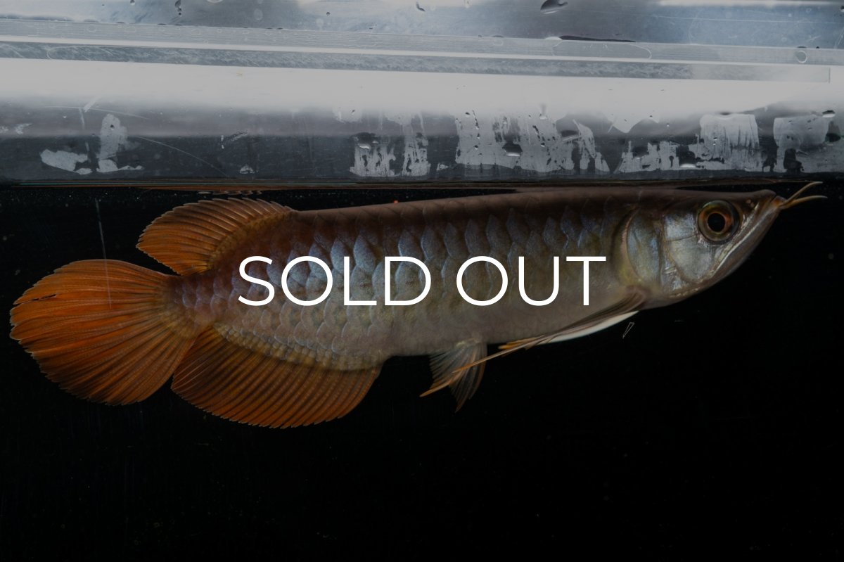 画像4: メタルレッド F3 NO.27（ディナミカカプアス産） (4)