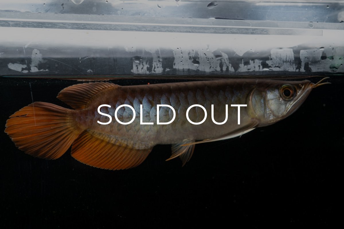 画像2: メタルレッド F3 NO.27（ディナミカカプアス産） (2)