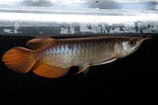 画像2: メタルレッド F3 NO.27（ディナミカカプアス産） (2)