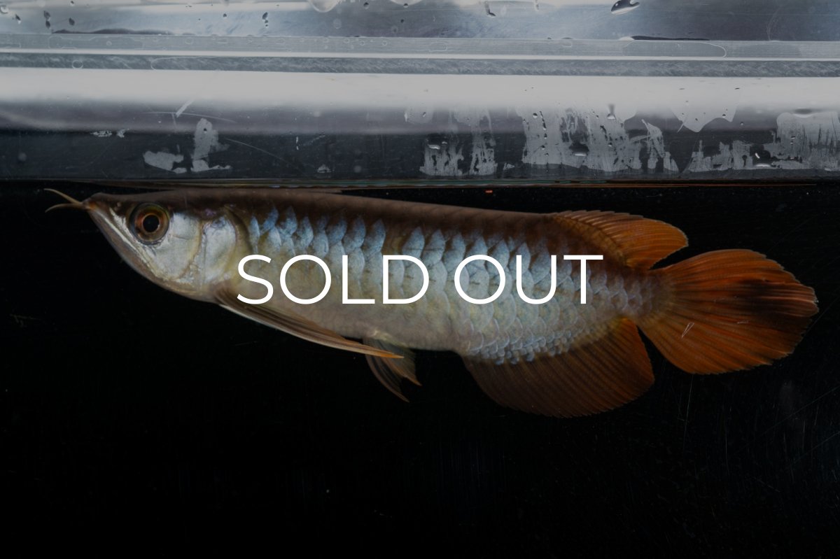 画像3: メタルレッド F3 NO.27（ディナミカカプアス産） (3)