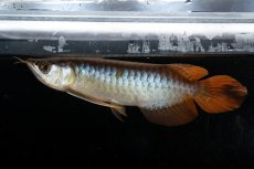 画像3: メタルレッド F3 NO.27（ディナミカカプアス産） (3)