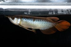 画像1: メタルレッド F3 NO.27（ディナミカカプアス産） (1)