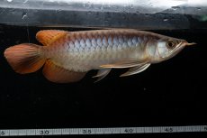 画像8: メタルレッド F3 NO.28（ディナミカカプアス産） (8)