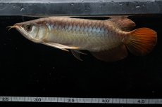 画像6: メタルレッド F3 NO.28（ディナミカカプアス産） (6)