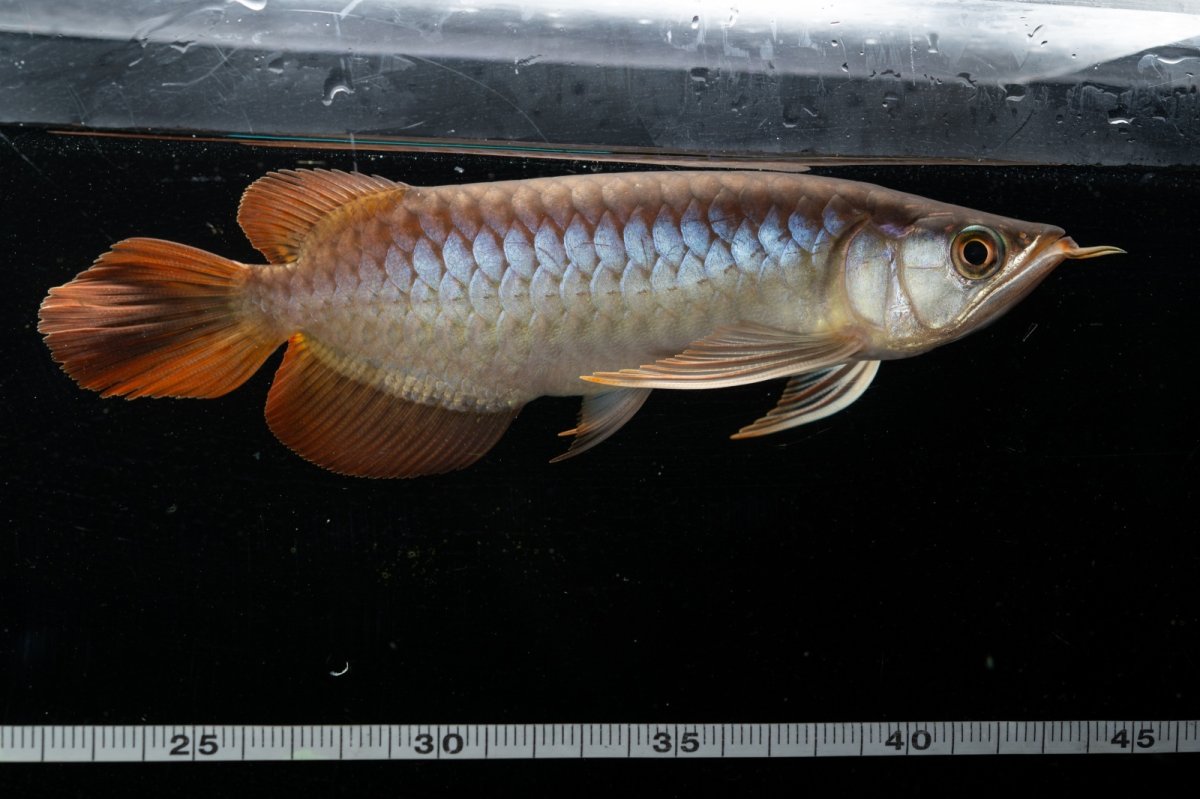 画像7: メタルレッド F3 NO.28（ディナミカカプアス産） (7)